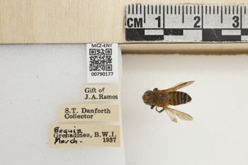 Media type: image;   Entomology 790177 Aspect: Labels